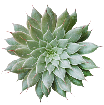 Drought Plant Drought Plant