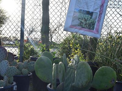 Drought-Tolerant Plants