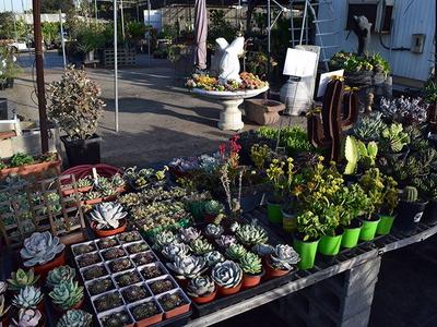 Drought-Tolerant Plants