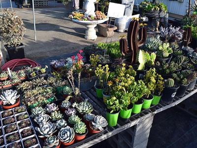 Drought-Tolerant Plants