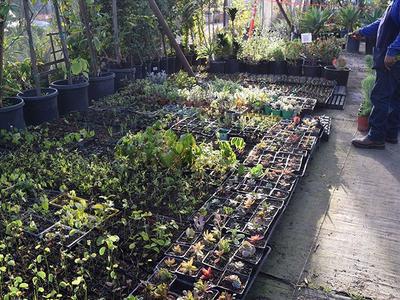 Drought-Tolerant Plants