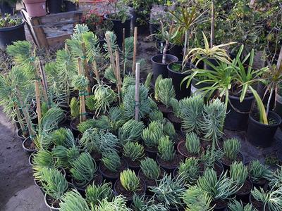 Drought-Tolerant Plants