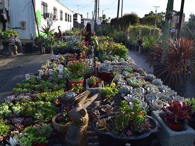 Drought-Tolerant Plants