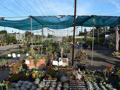 Drought-Tolerant Plants