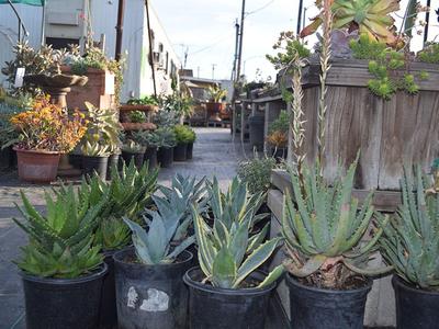 Drought-Tolerant Plants