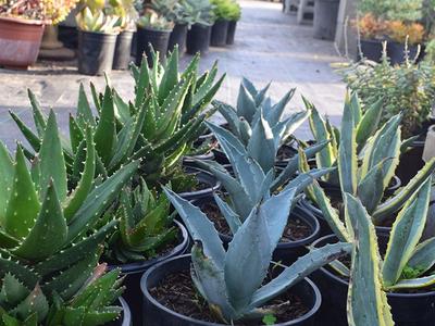 Drought-Tolerant Plants