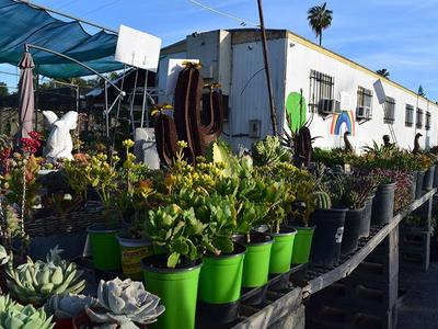 Drought-Tolerant Plants
