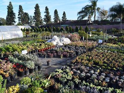Drought-Tolerant Plants
