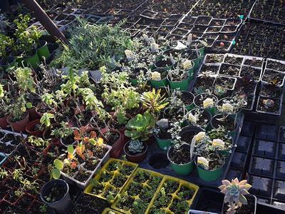 Drought-Tolerant Plants