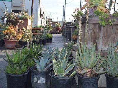 Drought-Tolerant Plants