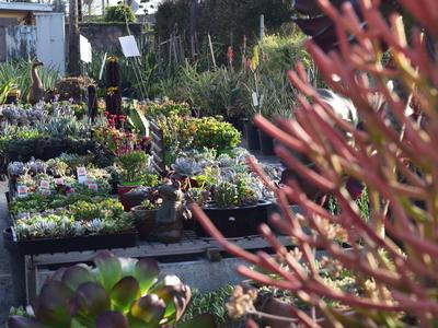 Drought-Tolerant Plants