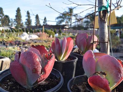 Drought-Tolerant Plants